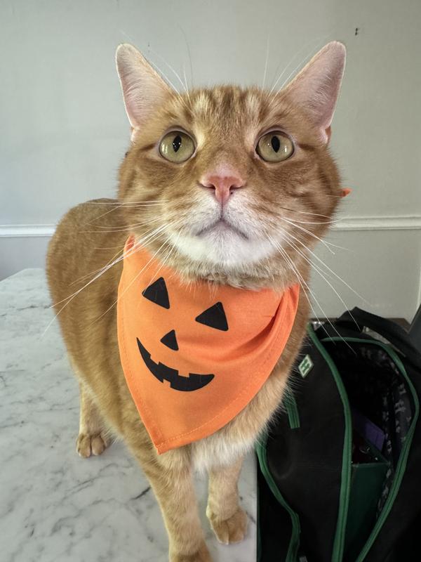 Photo - commentaire 8.