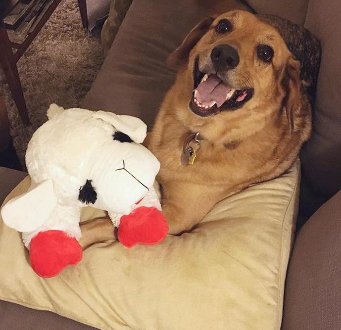 big lamb chop dog toy