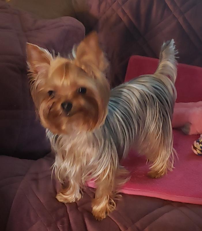 Petco royal hotsell canin yorkshire terrier