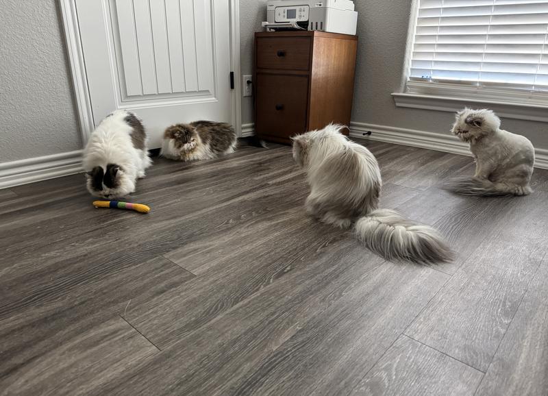 All four kitties checking out the new toy