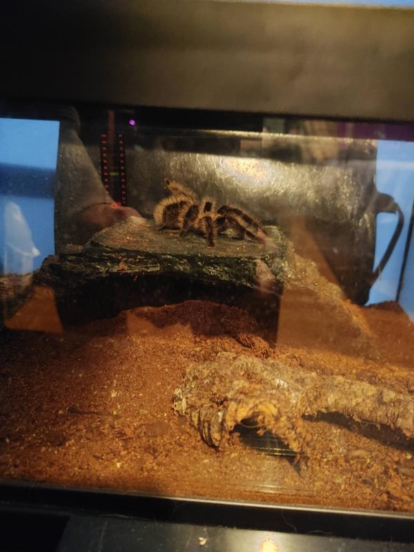 Petco Diverse Tarantulas - Easy Care & Long Lifespan