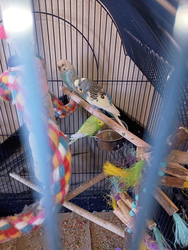 My birds