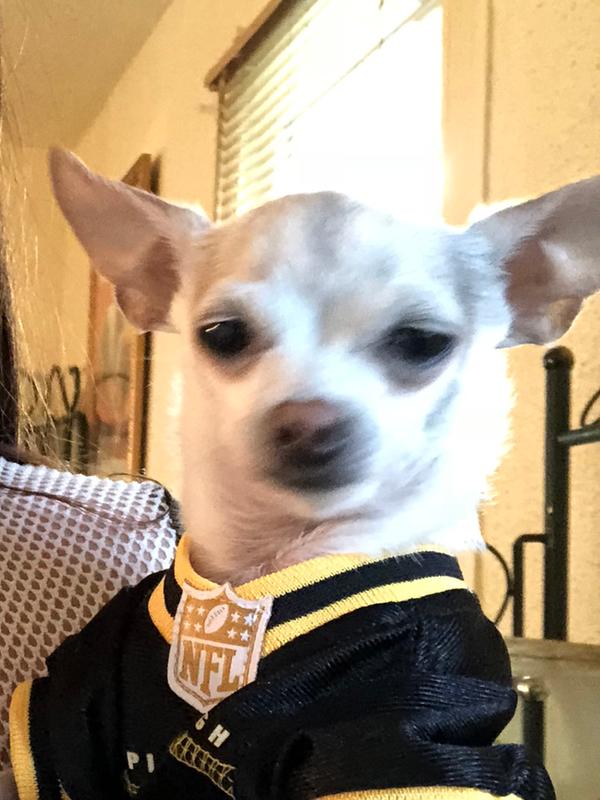 steelers dog shirt