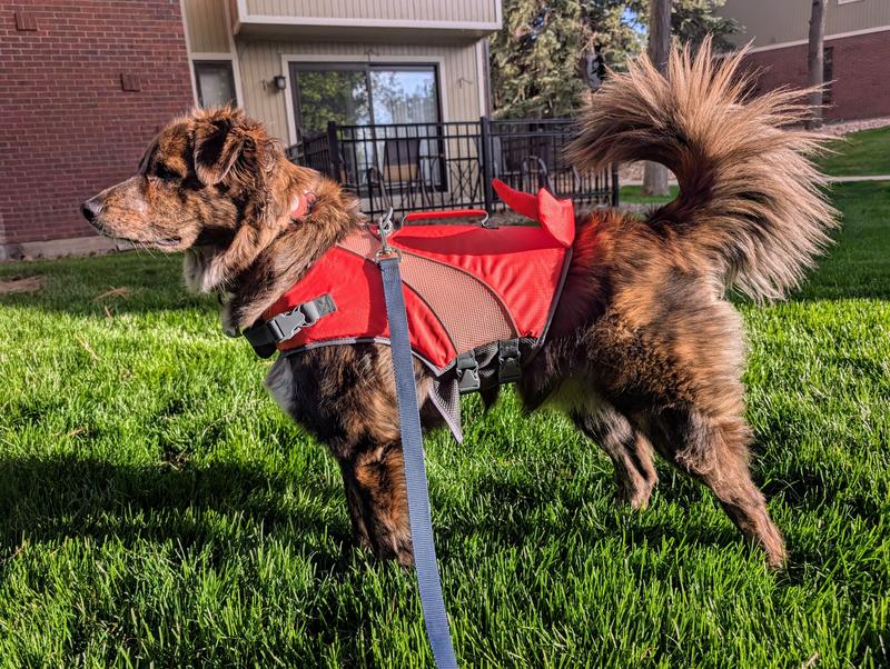 My dog is 49 lbs modeling a size large