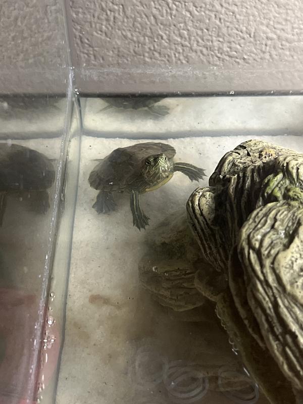 Petco red 2024 eared slider