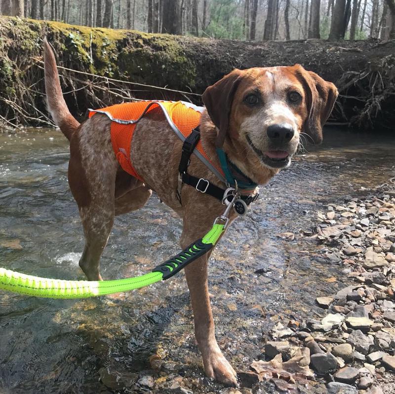 Good2Go Martingale Dog Collar, Teal, Medium Petco