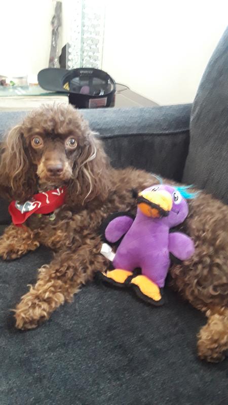 Sleeps with it too, cant be long without his toy