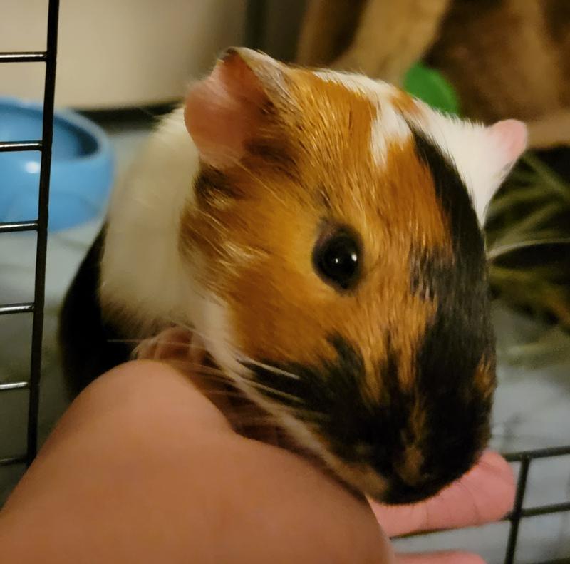 Poe wants a Pea Flack.
