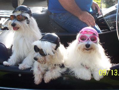 Dog sunglasses petco online
