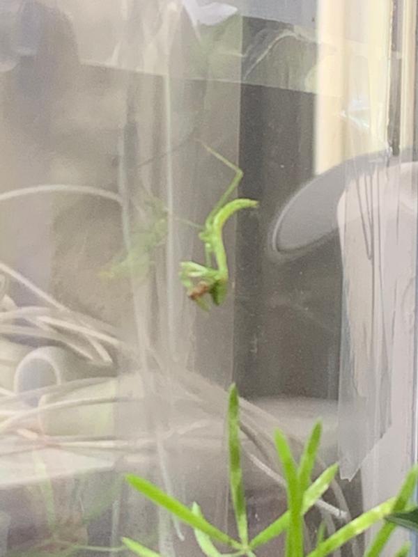 Flightless Fruit Flies For Sale Culture Kit Petco