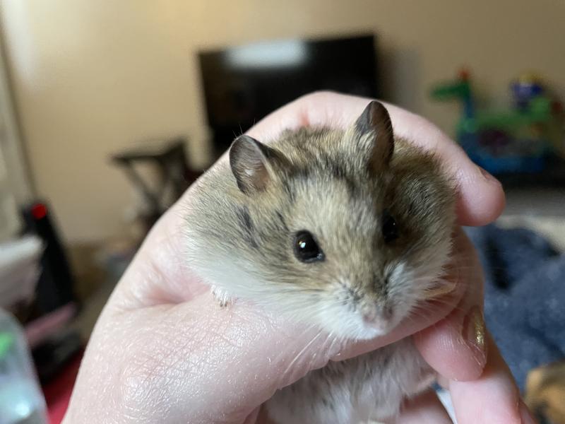 Dwarf Hamsters For Sale Phodopus Campbelli Petco