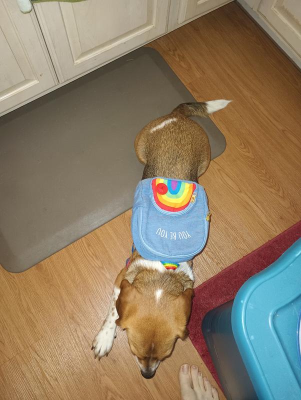 YOULY Pride Rainbow Dog Backpack for Small/Medium Dogs