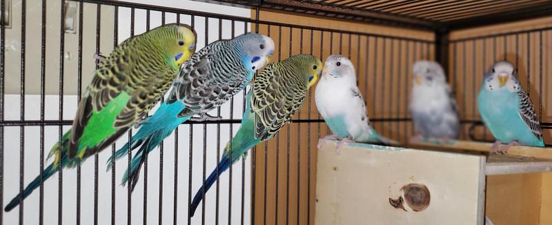 Pet stores 2025 that sell parakeets