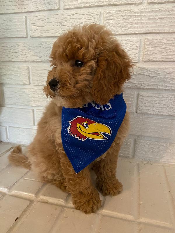 Ollie loves his Kansas Jayhawks bandana!