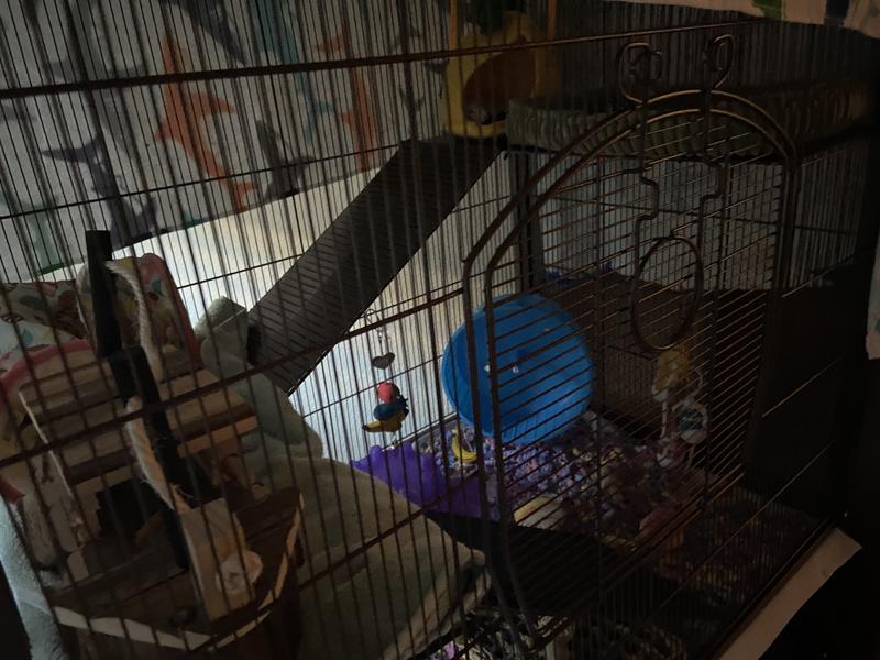 Prevue rat outlet and chinchilla cage