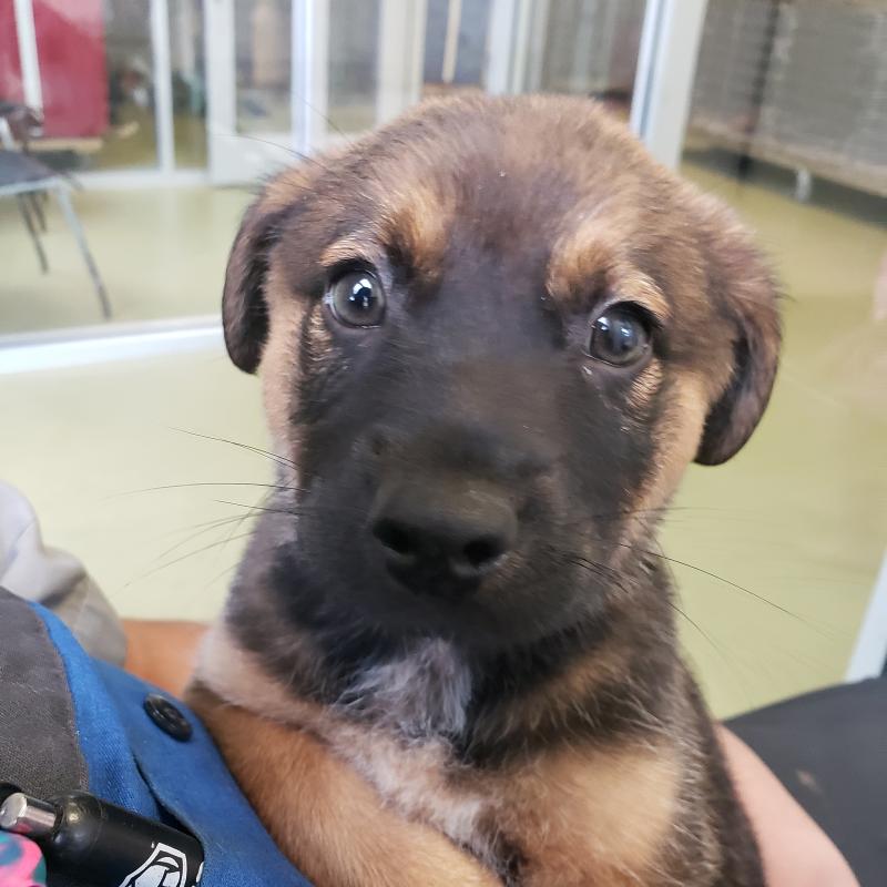 Barley at time of adoption