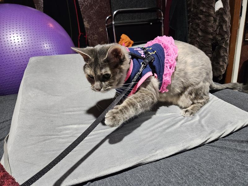 Boulderbarks  Cat Harnesses – boulderbarks