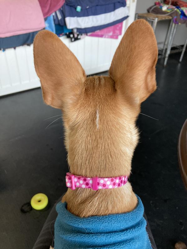 Pizza Dog Collar – Pink House Pups