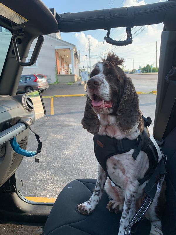 dog seat belt harness petco