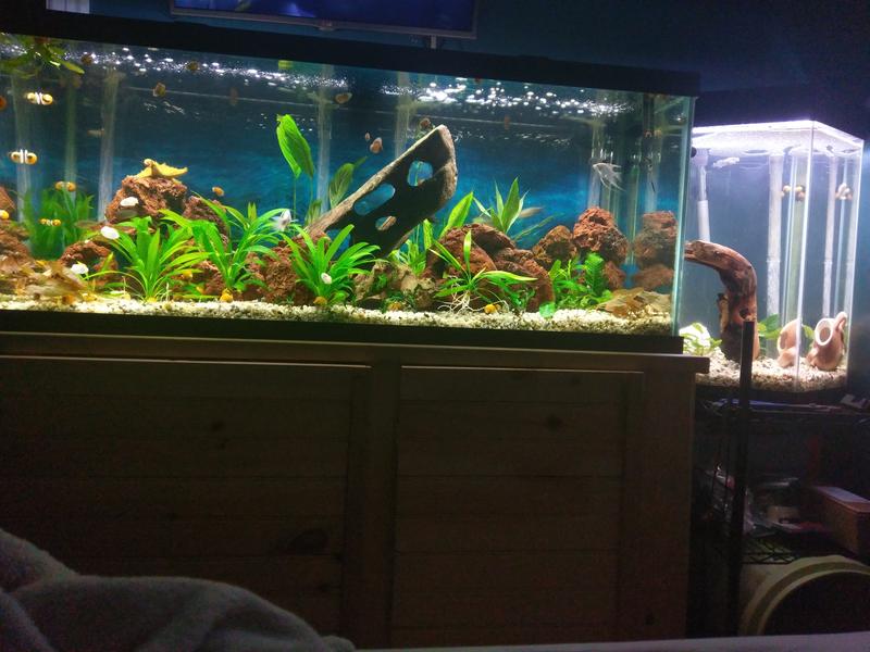 The 2 tanks with undergravel filters