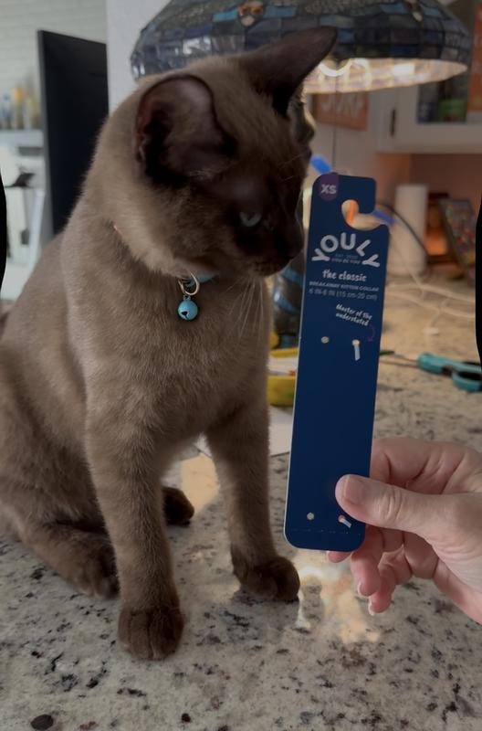 Harry wanted to show you the size 6 in-8in collar