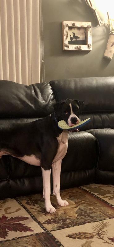 Puppy loves his new chew toy!