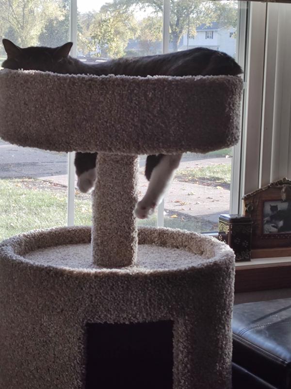 EveryYay Lookout Loft 3-level Cat Tree with Condo for Large Cats, 36