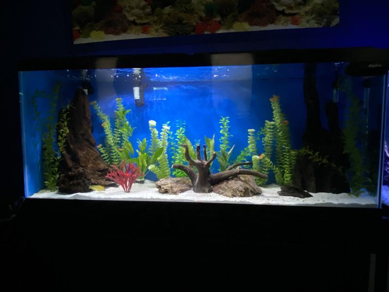 My Knew tank