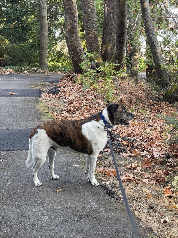 10 yr old big guy walks 10 miles a day
