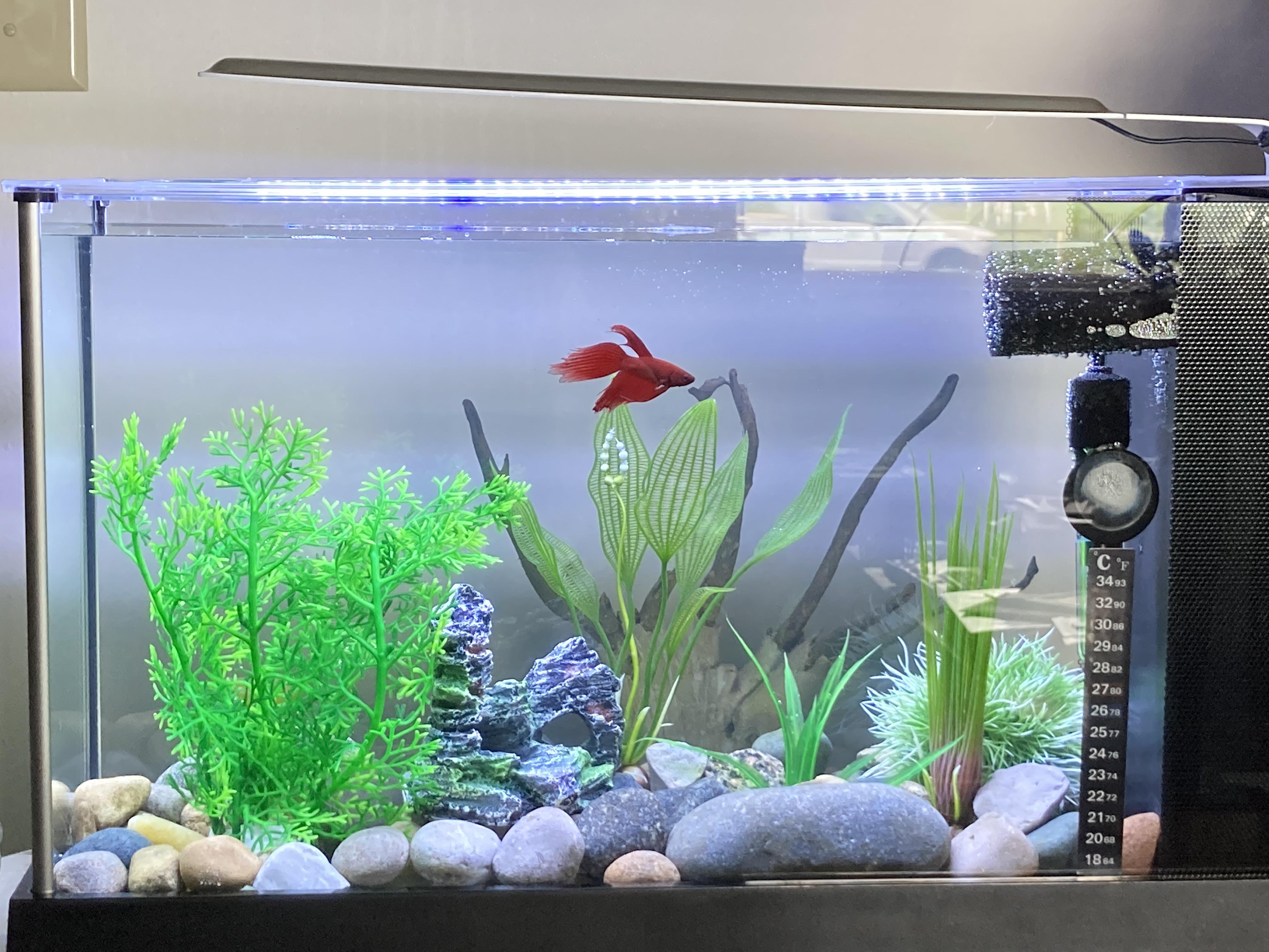 5 gallon fish tank with overflow box Penn-Plax Water-World Vertex Desktop Aquarium Kit - Perfect for Shrimp & Small these boxes are excellent for optimizing space Quality Acrylic Self Start Siphon