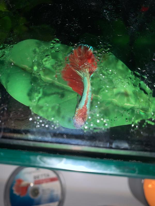 betta bed leaf hammock petco