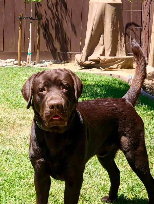 salmon and lentil dog food