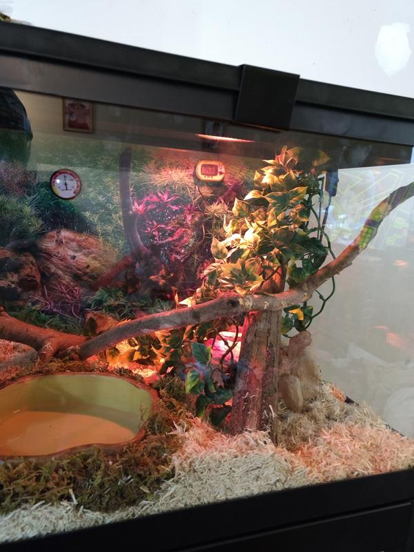 Ball pythons