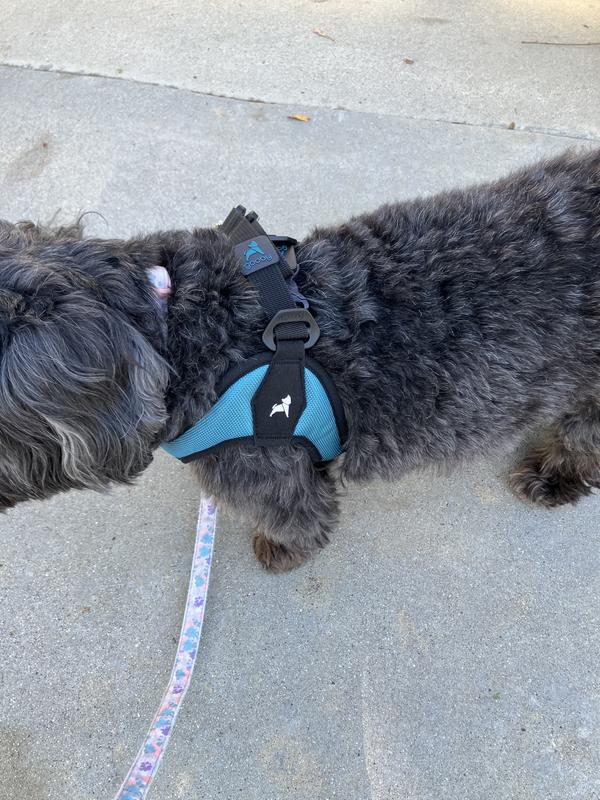 Gooby dog harness sales petco