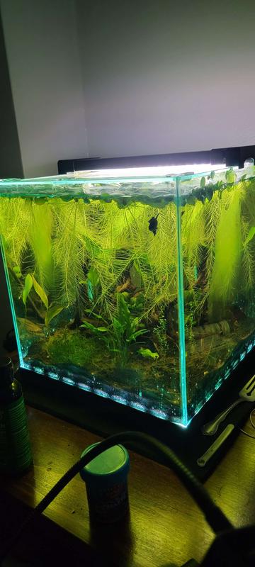 6 Gallon Edge Lights on