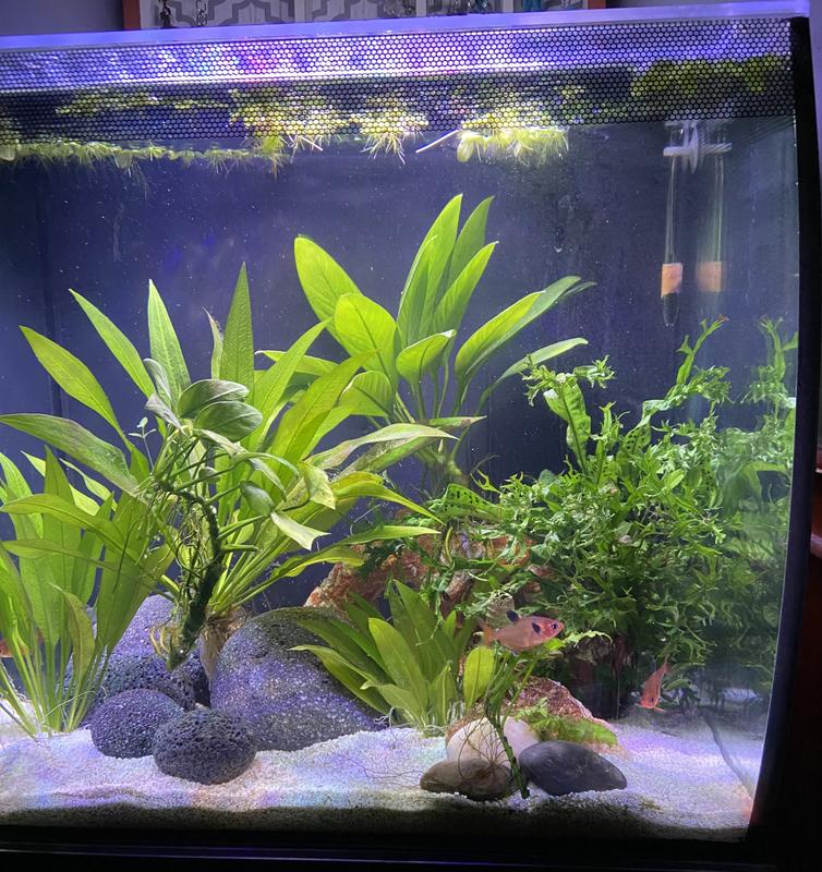 Great for natural-looking design