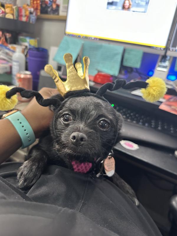 Fit perfect for mocha too big for rebel