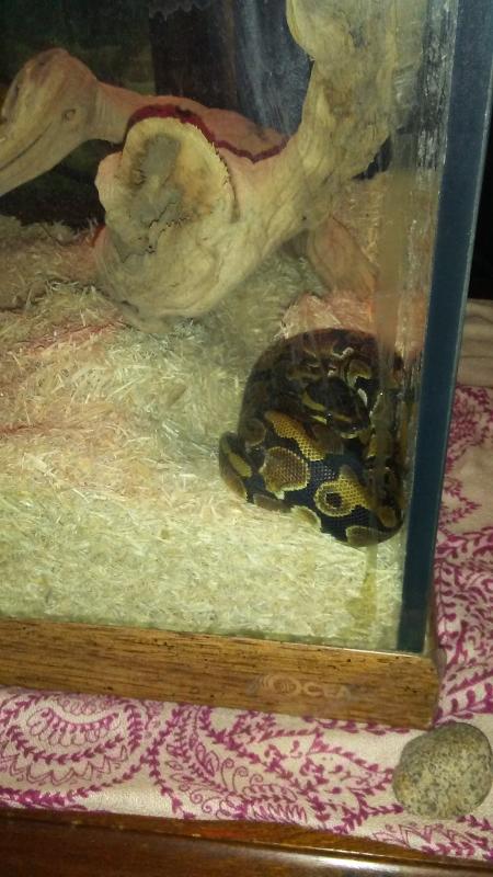 ball python for sale petsmart