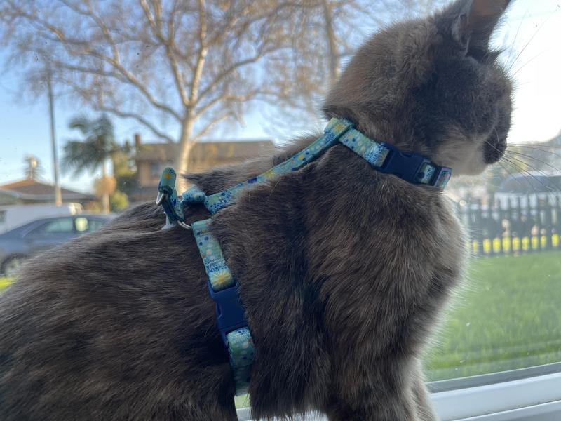 Cat Carrier Harness – CATZ & NIPZ