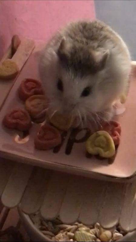 Dumpling on Valentine's Day (I only let her eat two, the rest is decoration!)