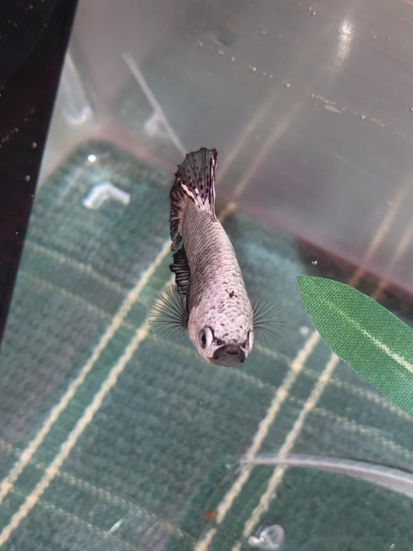 Male Black Platinum Dragon Bettas for Sale Petco