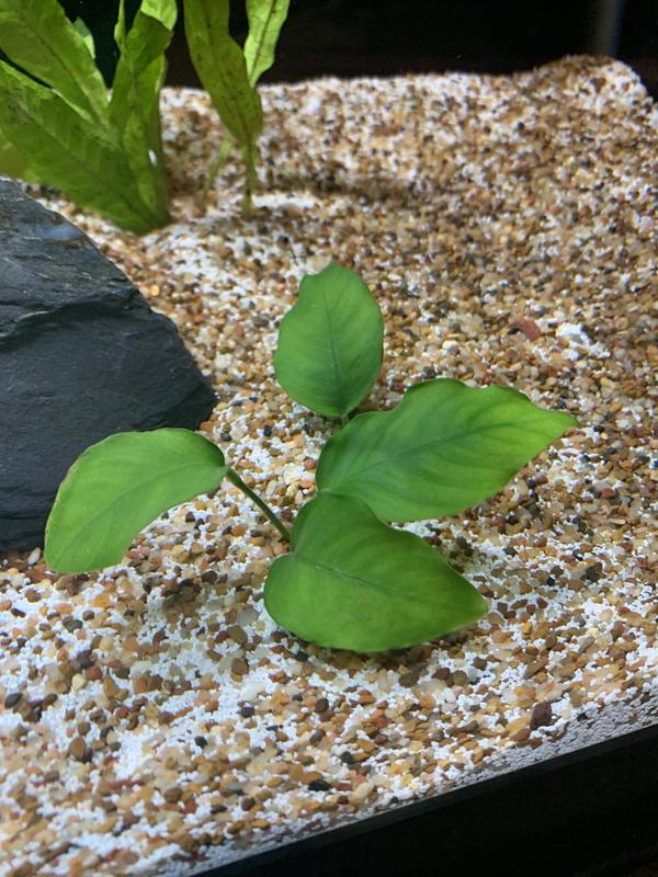 Anubias nana For Sale - Small | Petco