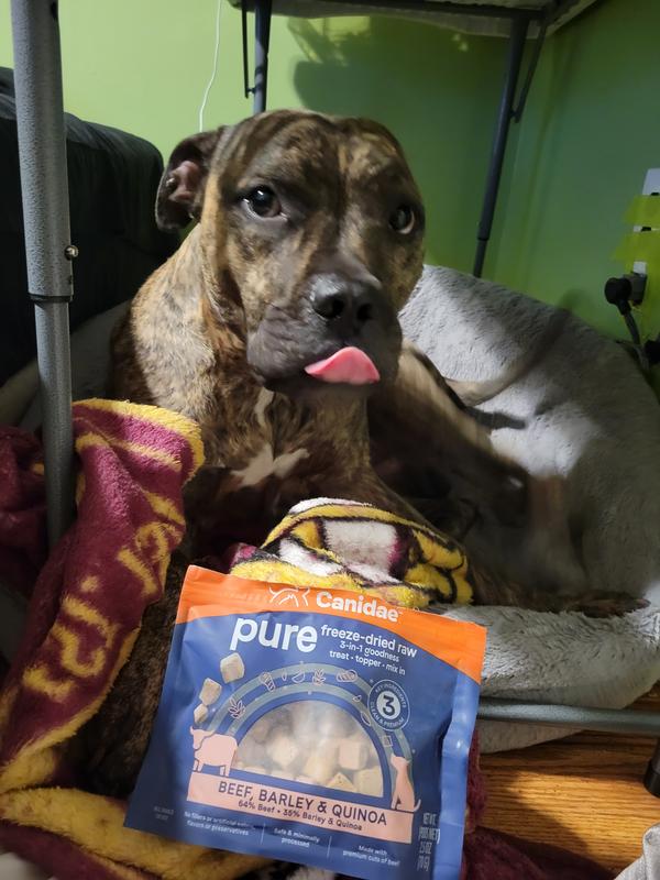 Canidae freeze dried raw coated review sale