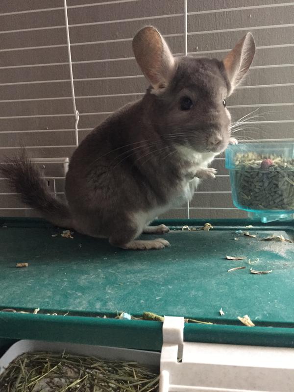 chinchilla for sale petco