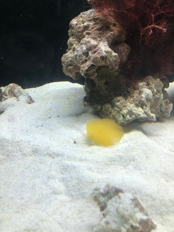 Thrive Tropical Hermit Crab Sea Sponge (1 ct)