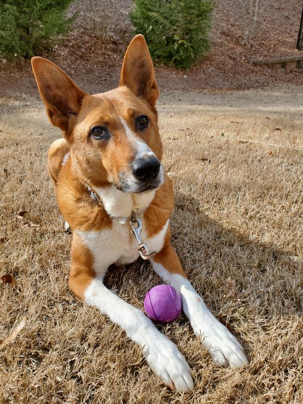The handsome Kilo showing off his new ball.