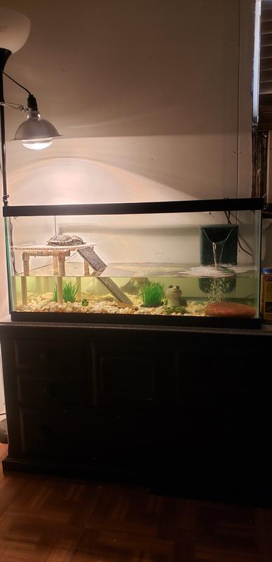 petco 40 gallon breeder tank