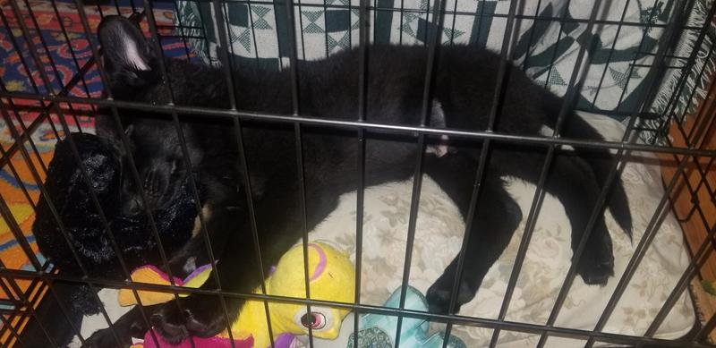 Sleeping with his little black snuggle puppy!