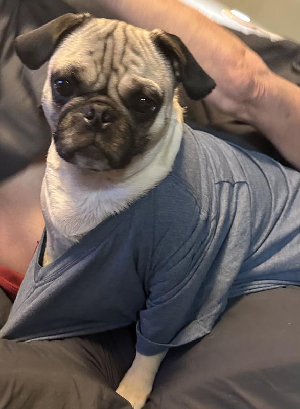 Happy Healthy Pug