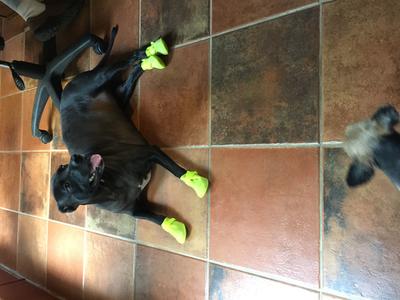 good to go silicone dog boots